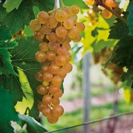 Aromella (NY 76.0844.24)